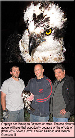 Osprey Rescue